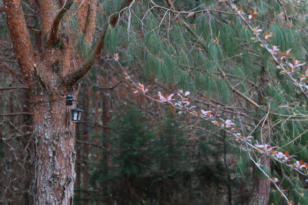 Emy Pousada Monte Verde  Dış mekan fotoğraf