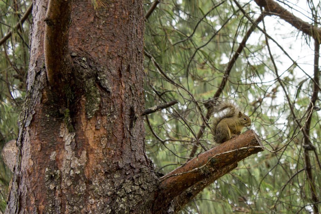 Emy Pousada Monte Verde  Dış mekan fotoğraf